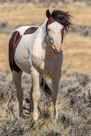"Battle Scarred stallion"