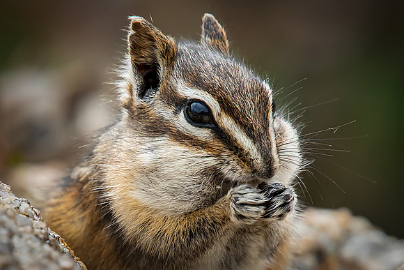 "Feeding Chipmunk"