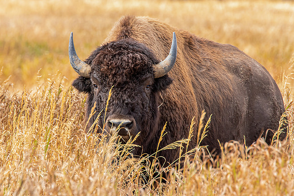 "Buffalo In The Grass"