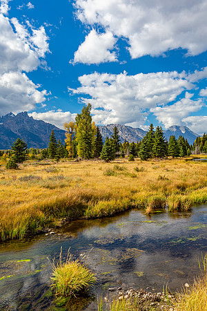 "Schwabacher"s Landing Beauty"