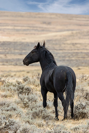 "Searching For Mares"
