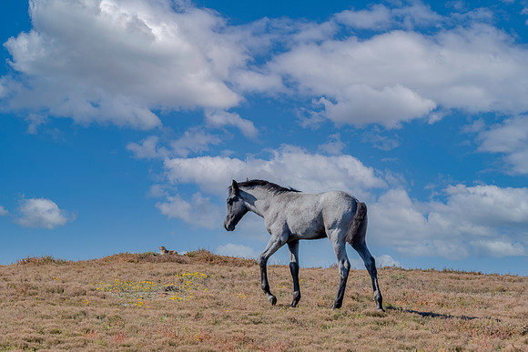 "Wandering Youngster"