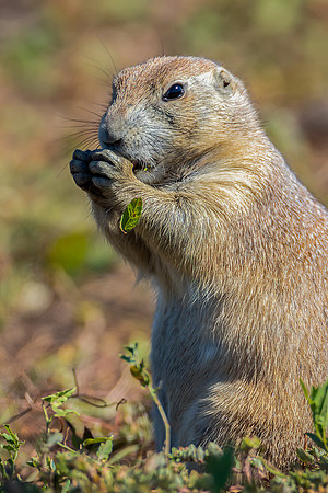 "Feeding Prairie Dog"