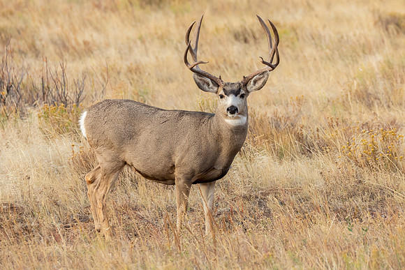 "Mulie Buck"
