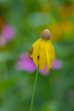 Wild Yellow Cone Flower