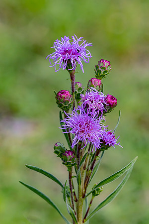 "Rough Blazing Star"