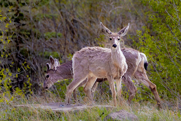 "Young Spring Mulies"