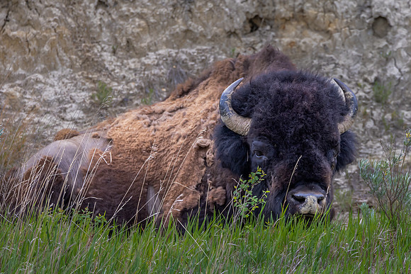 "Resting Bison"