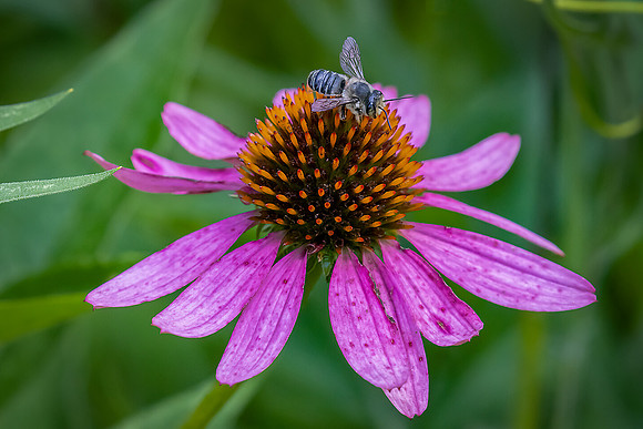 Searching For Pollen