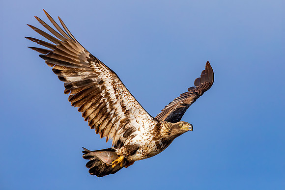 "Flying High"