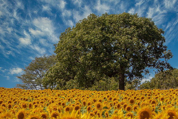 "Sunflowers Blooming In Kansas"