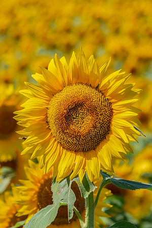 "Flawless Sunflower"