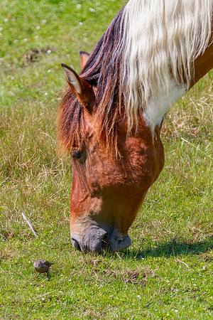 "Feeding Banker Pony"