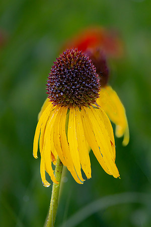"Wild Yellow Cone Flowers"