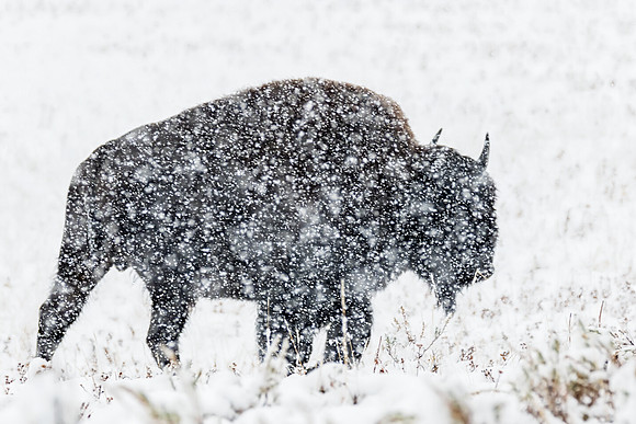 "Bison In The Blizzard"