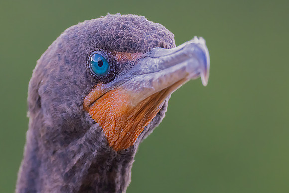 "Double-crested Comorant Portrait"