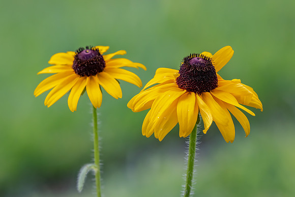 Brown-eyed Susan Wildflowers