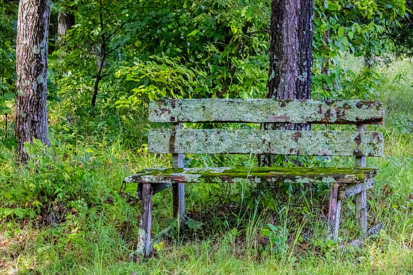 "Moss And Lichen Covered Bench"