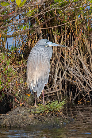 "Posing Tri-colored Heron"