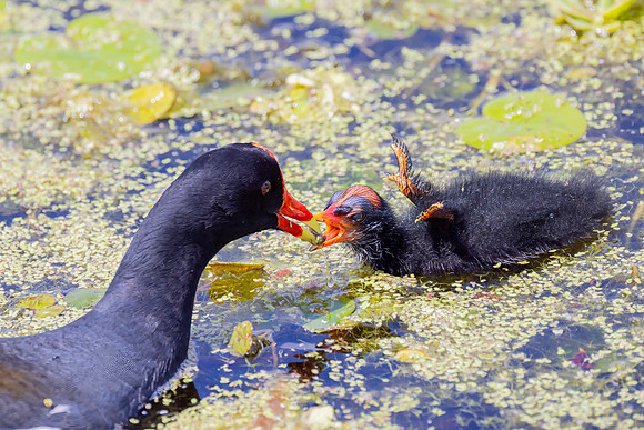 "Common Moorhen & Chick"