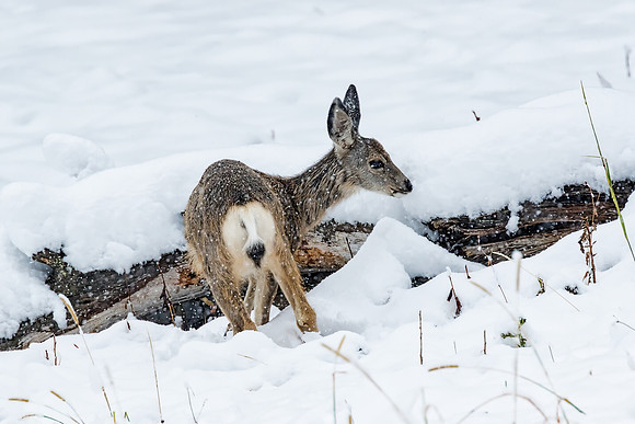 "My First Snow"