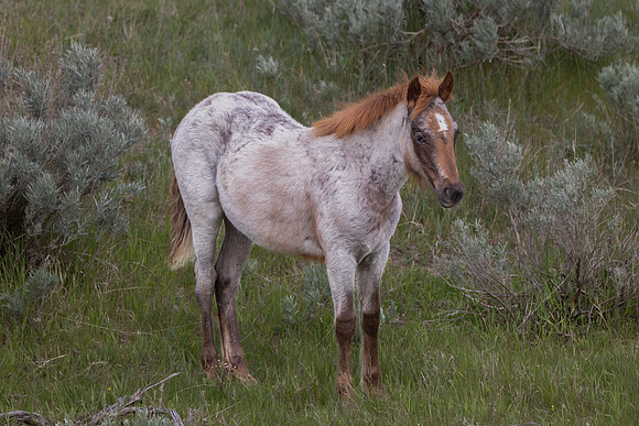 "Young Wild Mare"