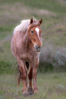 "Red Roan"