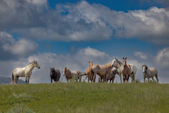 "Hilltop Herd"