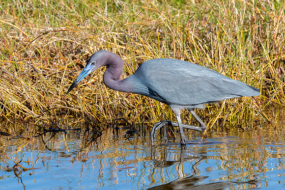 "Little Blue Hunting"