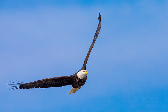 "Soaring"