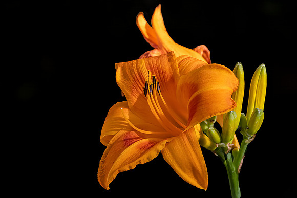 "Orange Asiatic Lily"
