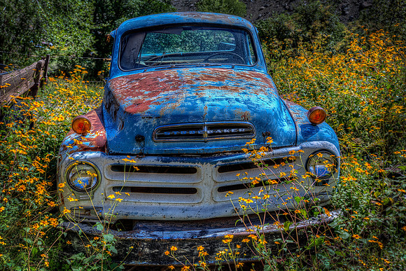 "Put Out To Pasture"