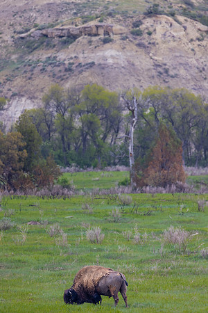 "Lone Grazing Bison"