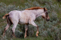 "Young Red Roan Filly"