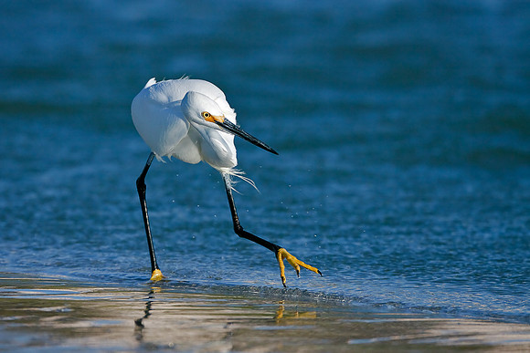 "A Walk On The Wild Side"