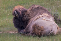 "Sleepy Bison"